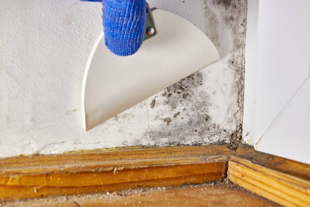 Fairview, NC Mold Removal Company